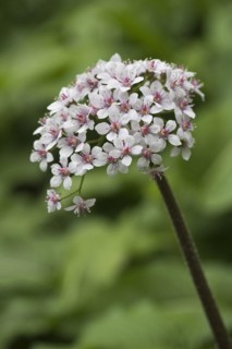 Indian rhubarb