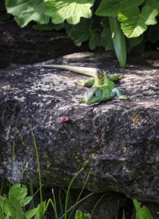 A sand lizard standing in front of a beetle