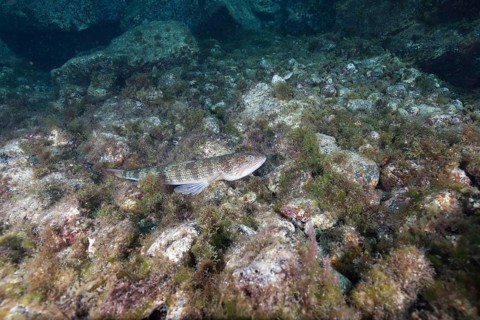 Atlantic lizardfish