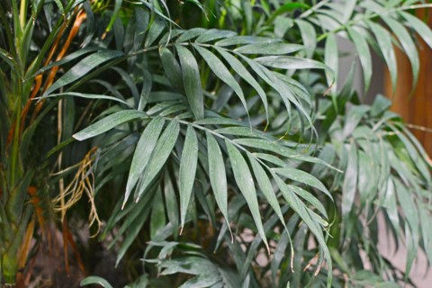 Leaves of a bamboo palm Chamaedorea Seifrizii plant