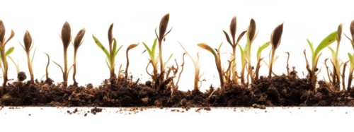 Seamless tileable cross section row of budding sprouts of new growth out of soil on a white background