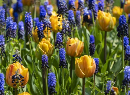 Yellow tulips and blue grape hyacinth in a bed in the park