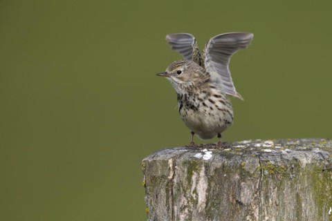 Meadow pipit