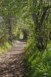 Hiking trail