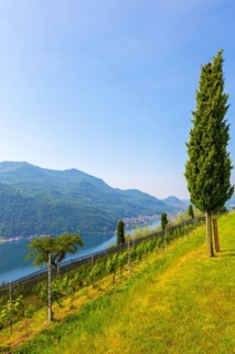 Vineyard with Mountain View and Cypress Tree and Lake Lugano in Morcote