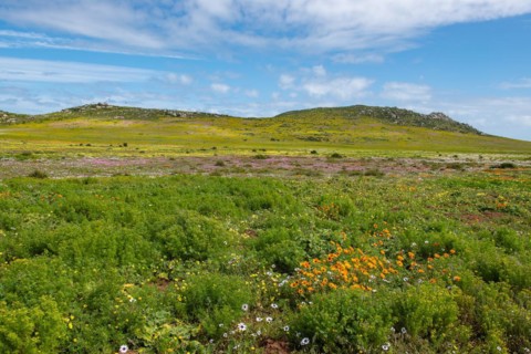 Postberg Section