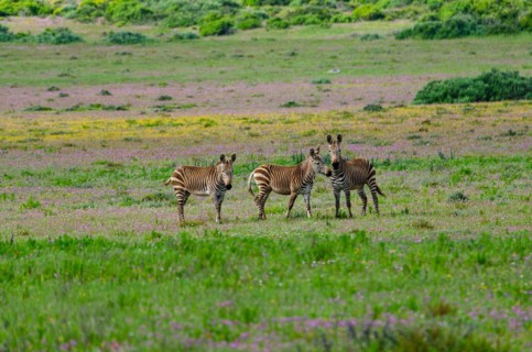 Cape Mountain Zebras