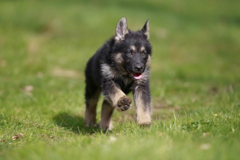 German shepherd domestic dog