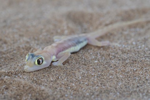 Namib sand gecko