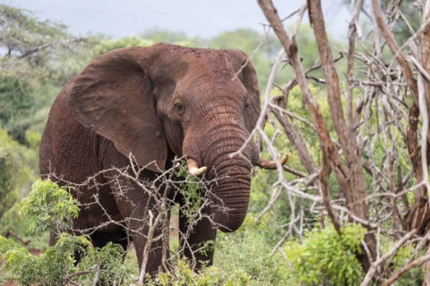African elephant