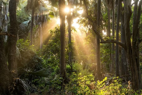 Sunbeams in the jungle