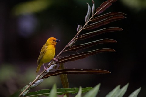 Yellow weaver bird