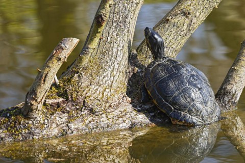 Yellow-bellied turtle