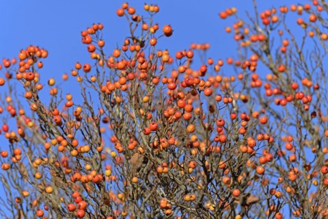 Deciduous tree