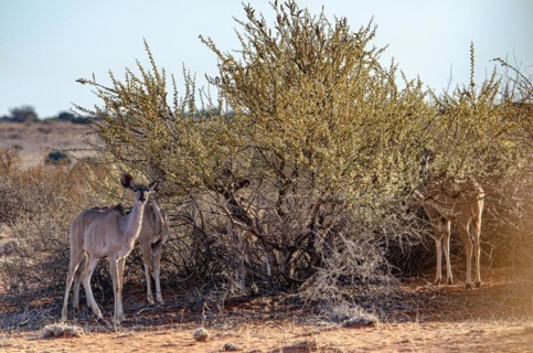Kalahari