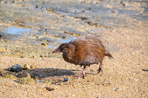 Weka