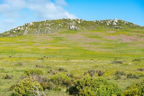 Postberg Section
