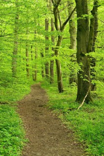 Hiking trail winds through natural beech forest