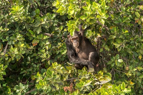 Chimpanzee on Baboon Island
