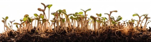Seamless tileable cross section row of budding sprouts of new growth out of soil on a white background