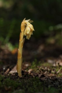 Dutchman's pipe