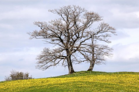 Sycamore maple