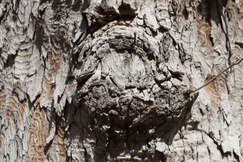Tree trunk with bark and burl