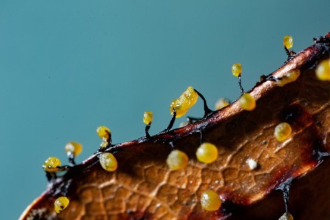 Filamentous fruit slime mould several fruiting bodies next to each other with yellow spherical caps on brown leaf against blue sky