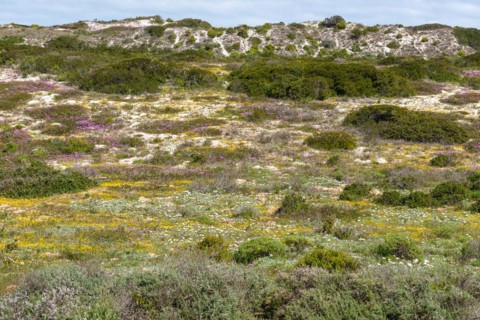 West Coast National Park