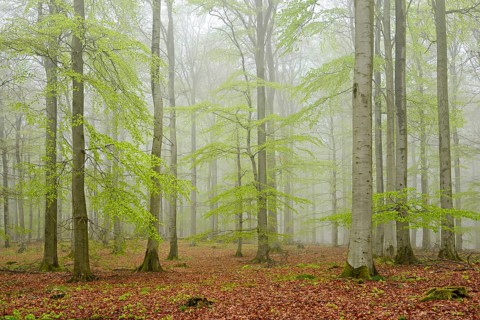 Beech forest with mist in early spring