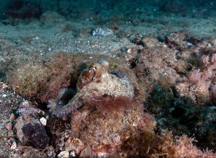 Common octopus
