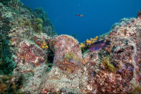 Neon damselfish