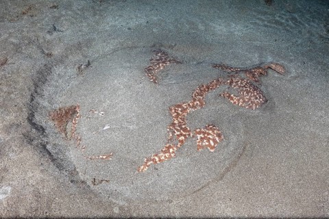 Marbled electric ray