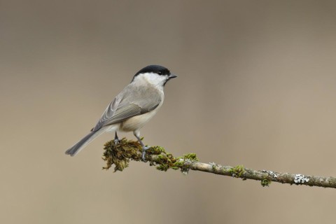 Willow Tit