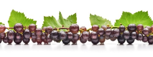 Seamless tileable row of fresh grapes on the vine on a white background