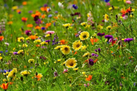 Flower meadow
