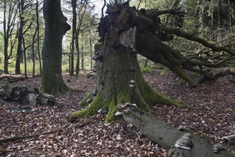 Dead copper beech