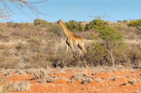 Kalahari