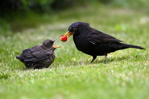 Blackbird