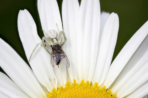 Goldenrod crab spider
