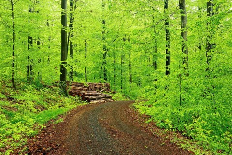Forest road through natural beech forest in spring