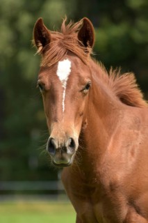 Foal of the Western horse breed American Quarter Horse in the pasture