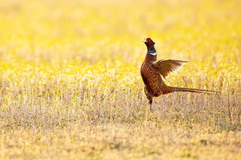 Pheasant