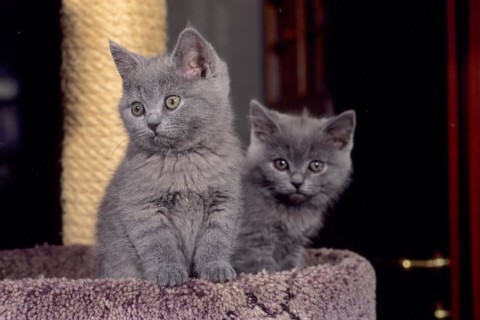 Carthusian cat