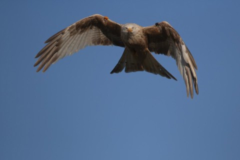 Red kite