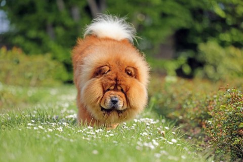 Dog