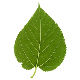 White mulberry