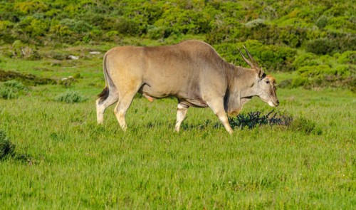 Common eland