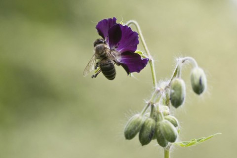Honey bee