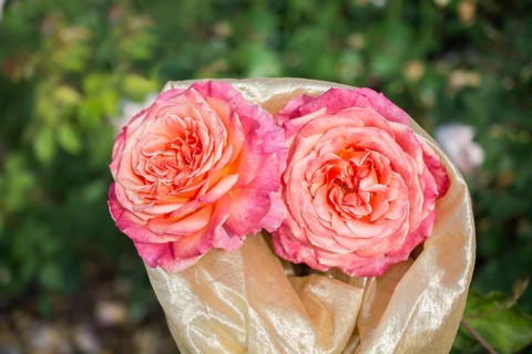 Blooming beautiful bunch of roses in spring garden